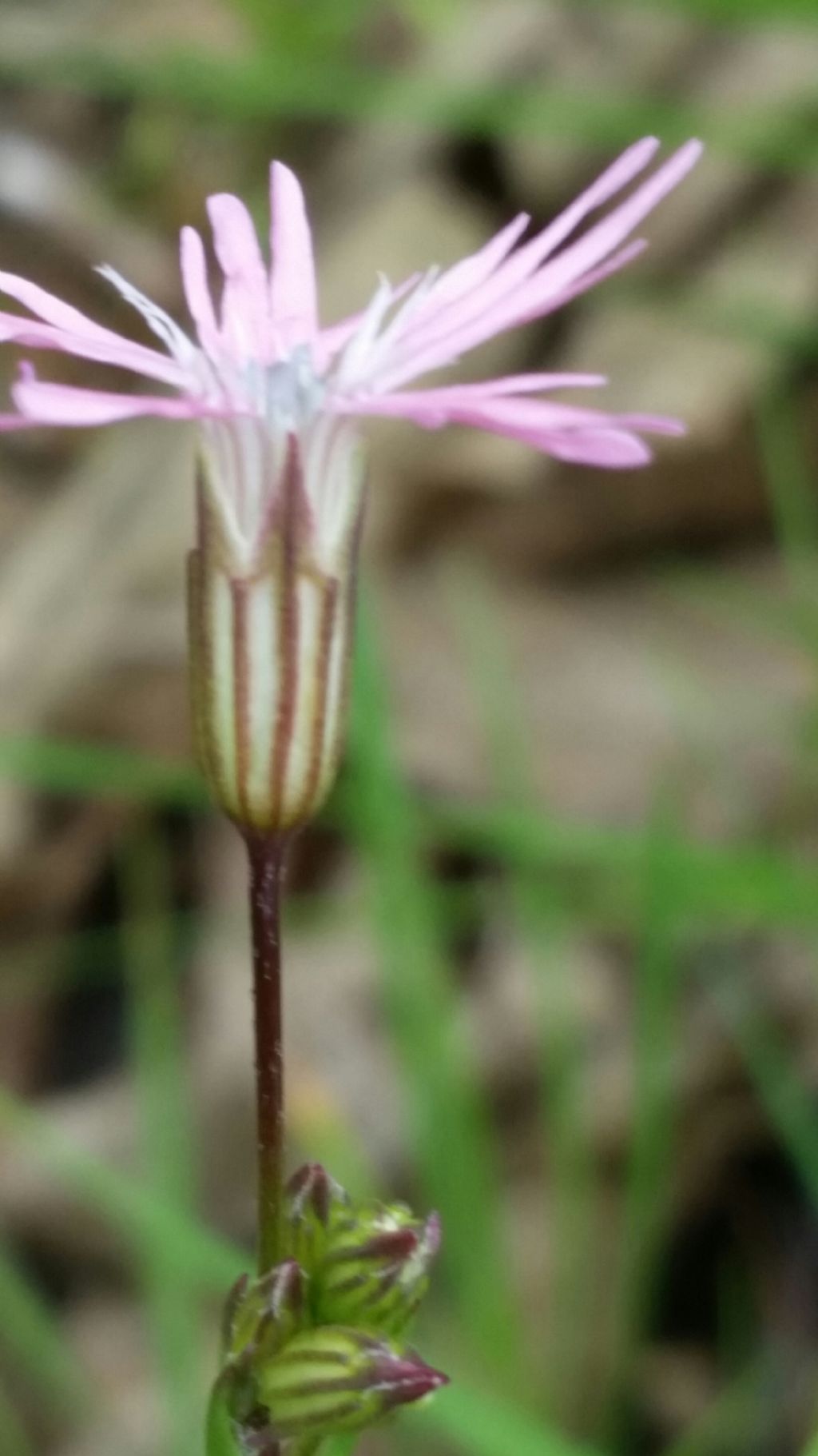 Lychnis flos-cuculi  (Caryophyllaceae)